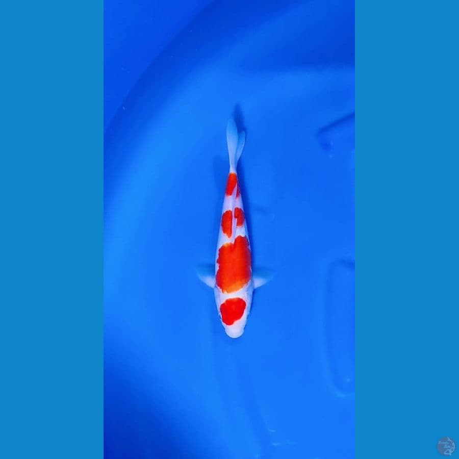 Maruten Kohaku