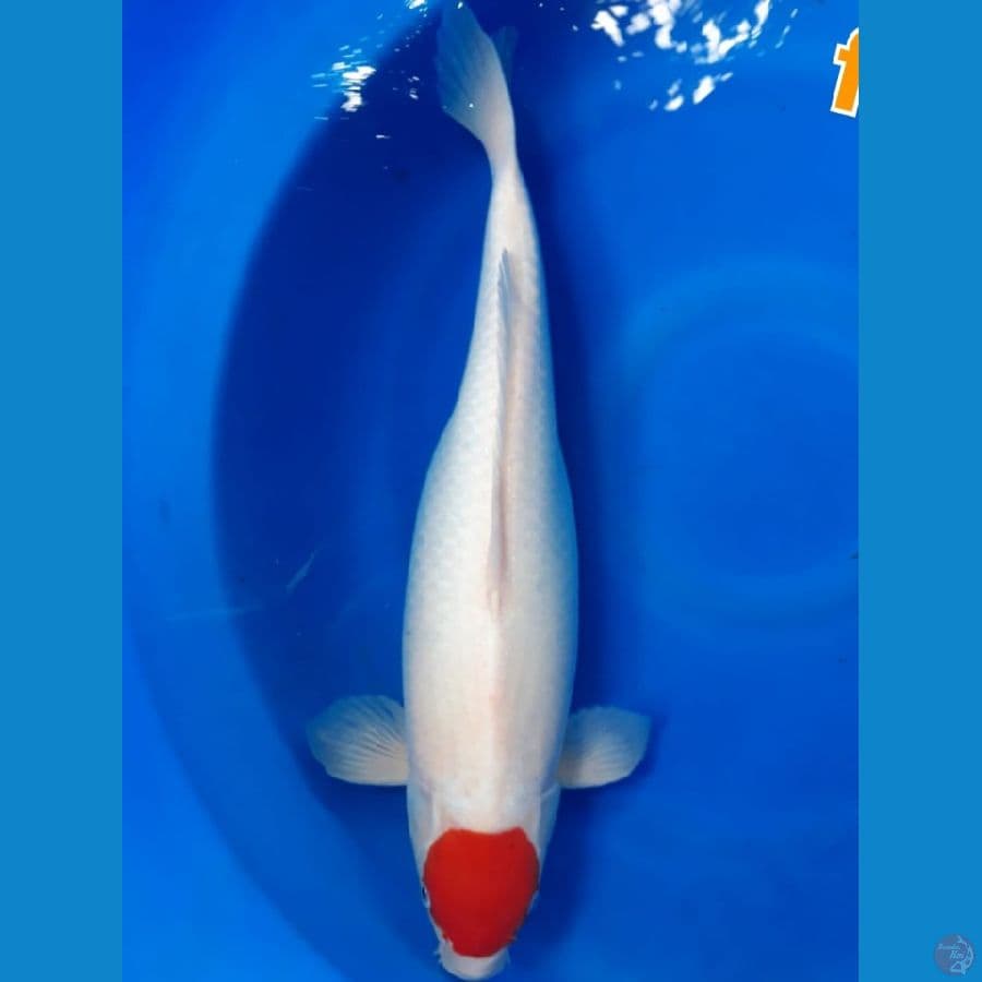 TANCHO KOHAKU ORIGINAL