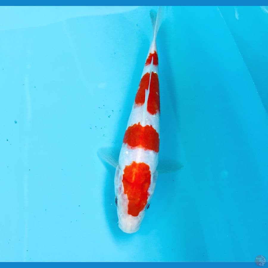 Yondan kohaku, 21 cm