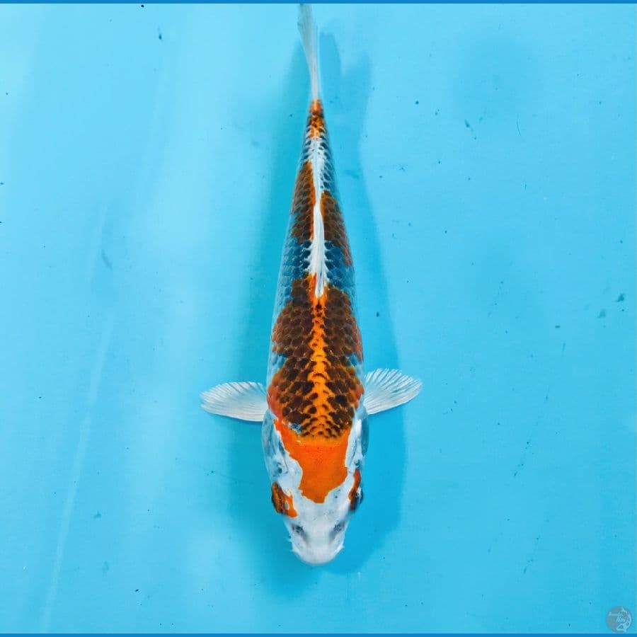 kujaku, 15 cm