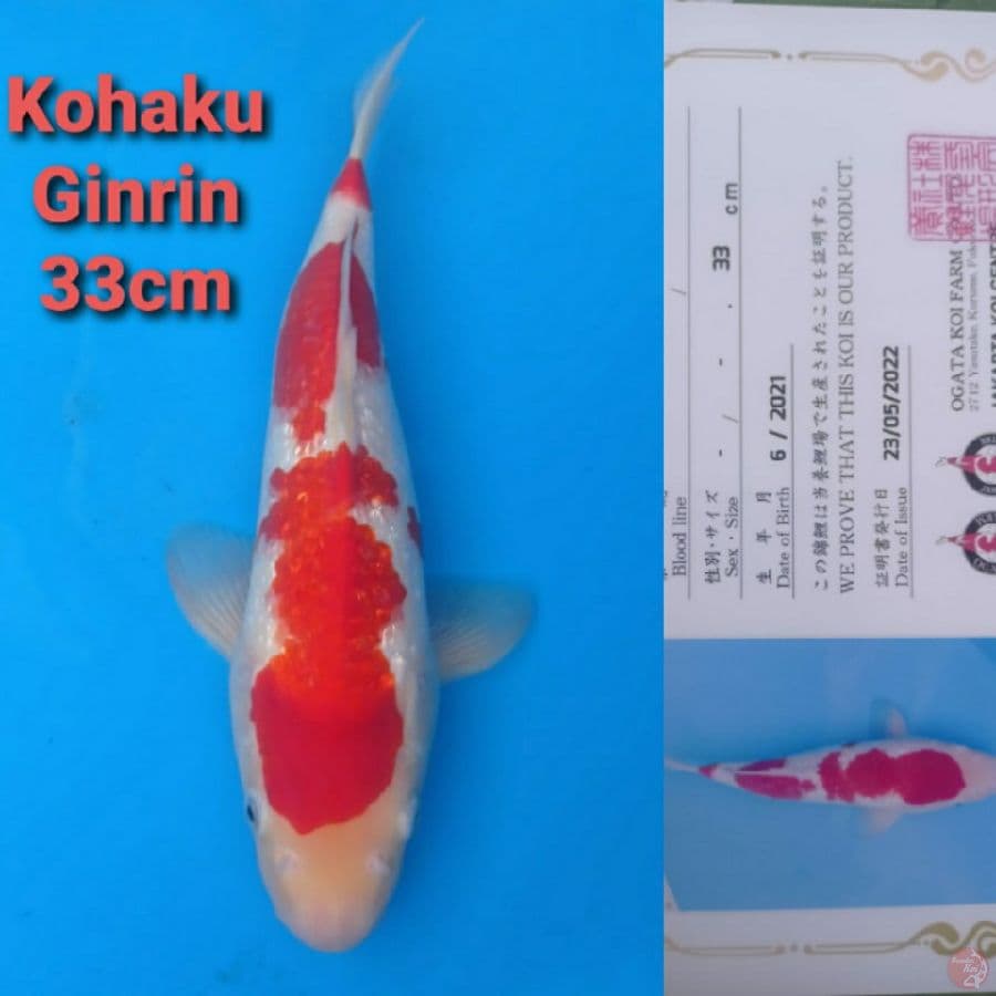 OGATA GINRIN KOHAKU 33CM