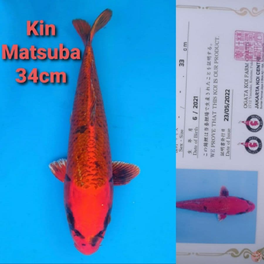 OGATA KIN MATSUBA 34CM
