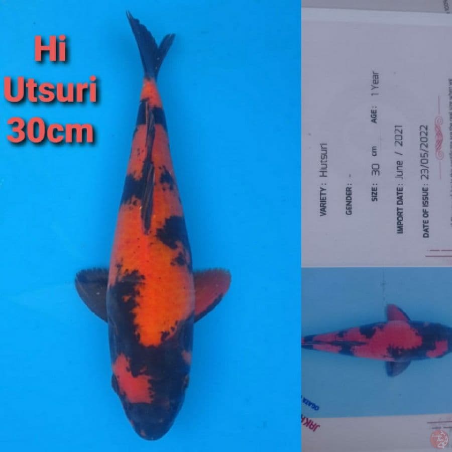 GENJIRO HI-UTSURI 30CM
