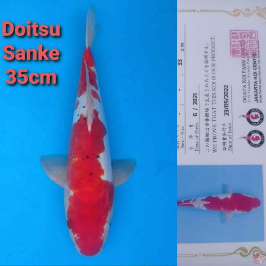 OGATA DOITSU SANKE 35CM