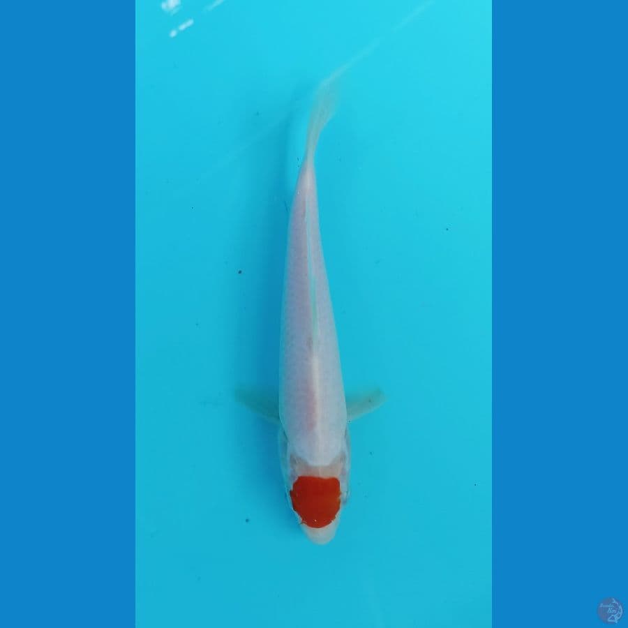 tancho 20cm