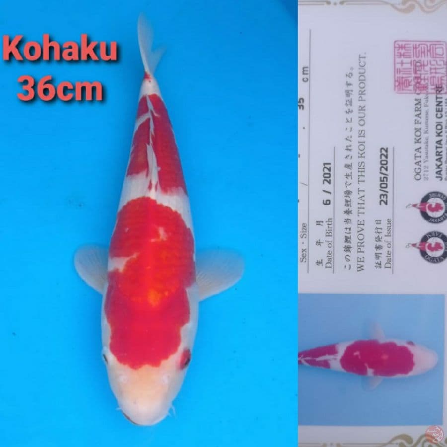 OGATA KOHAKU 36CM