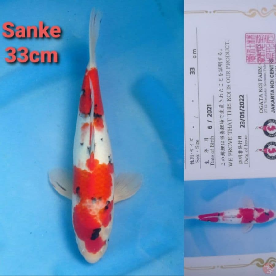 OGATA SANKE 33CM