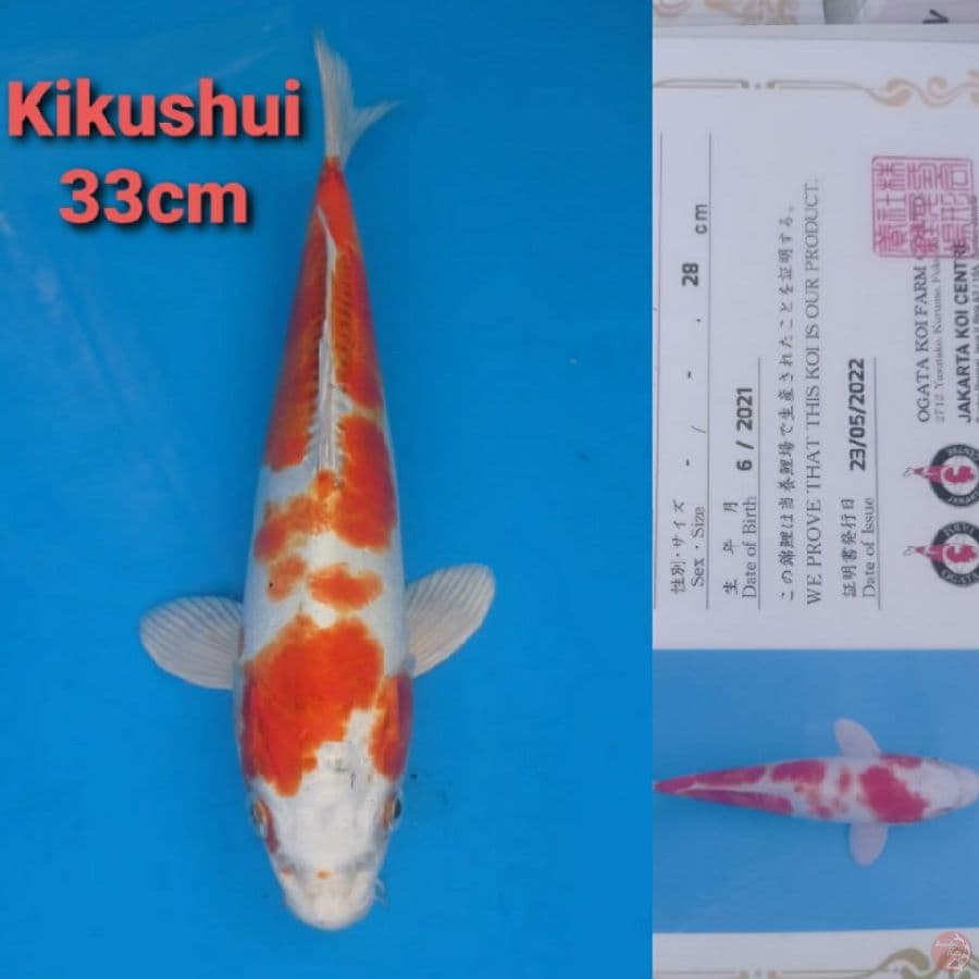 OGATA KIKUSHUI 33CM
