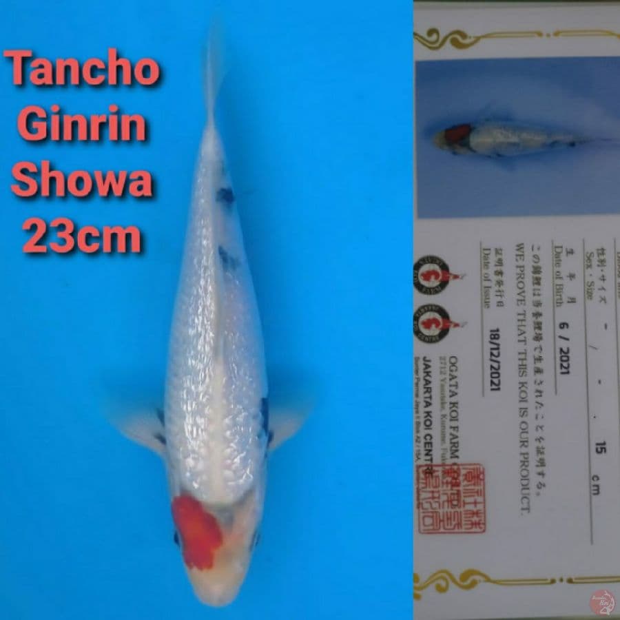 OGATA GINRIN TANCHO SHOWA 23CM
