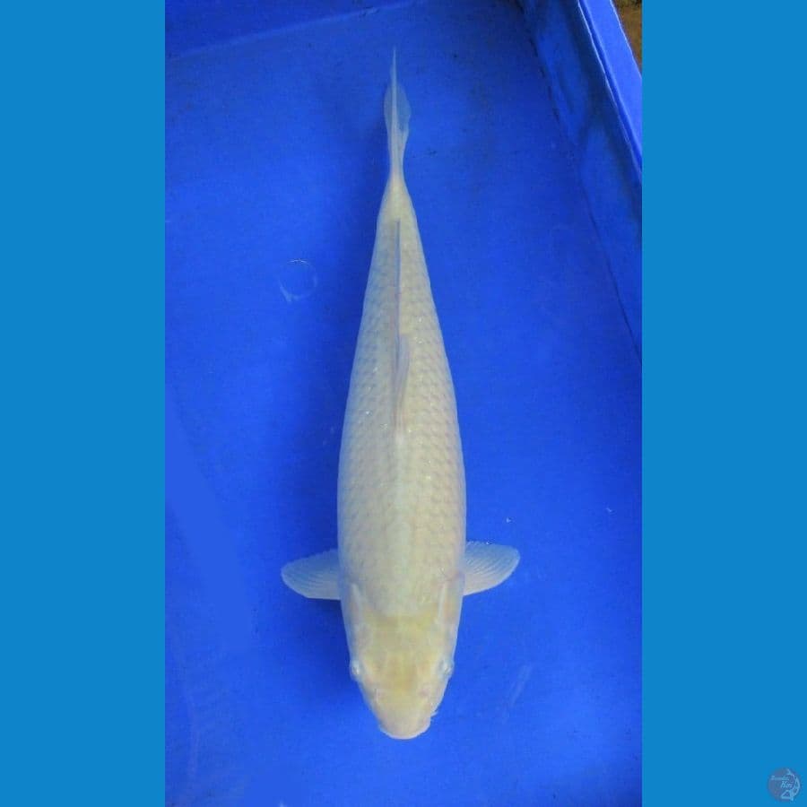 soragoi ±41cm