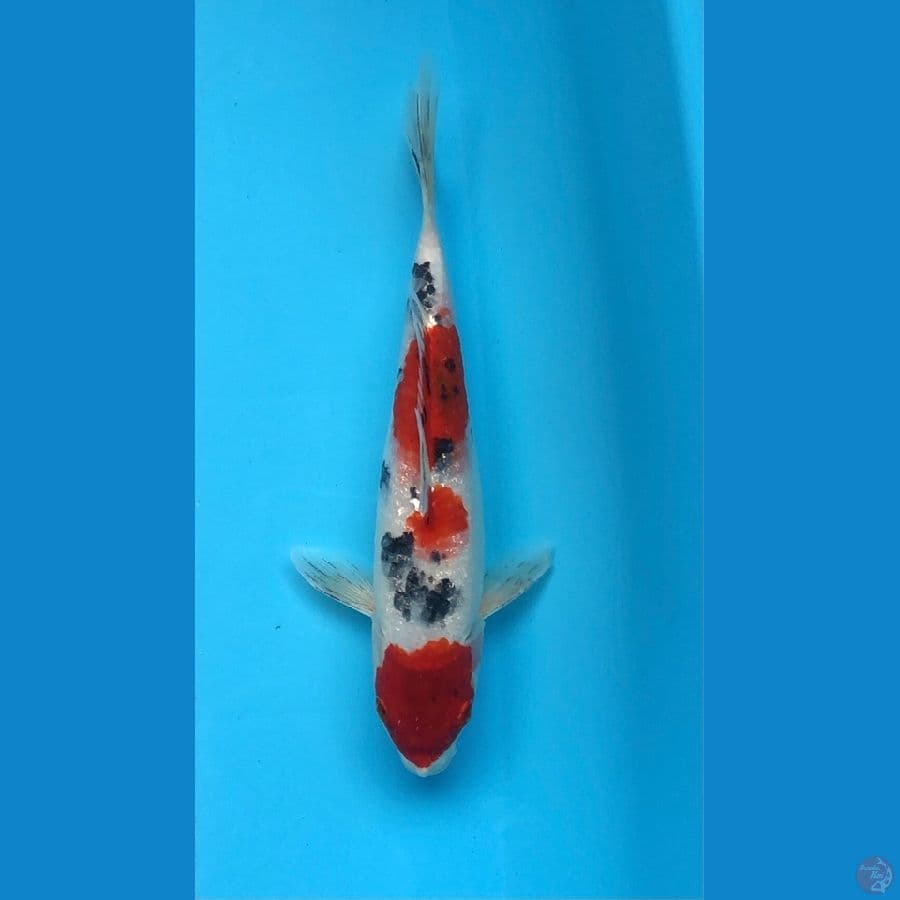 Sanke 27cm