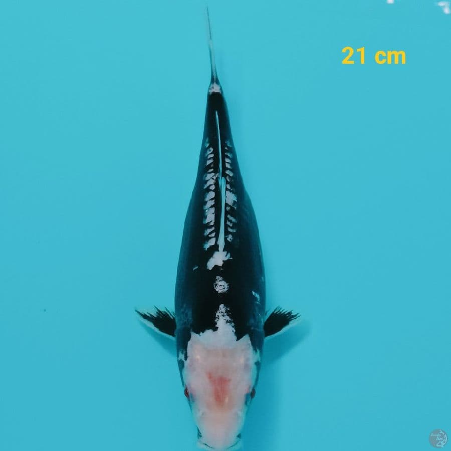 kumon 21 cm