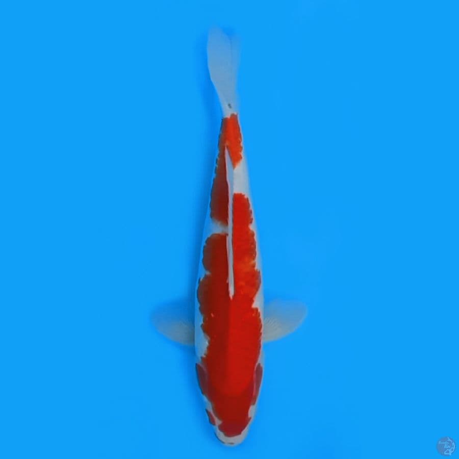 KOHAKU INAZUMA 31CM - FEEMALE