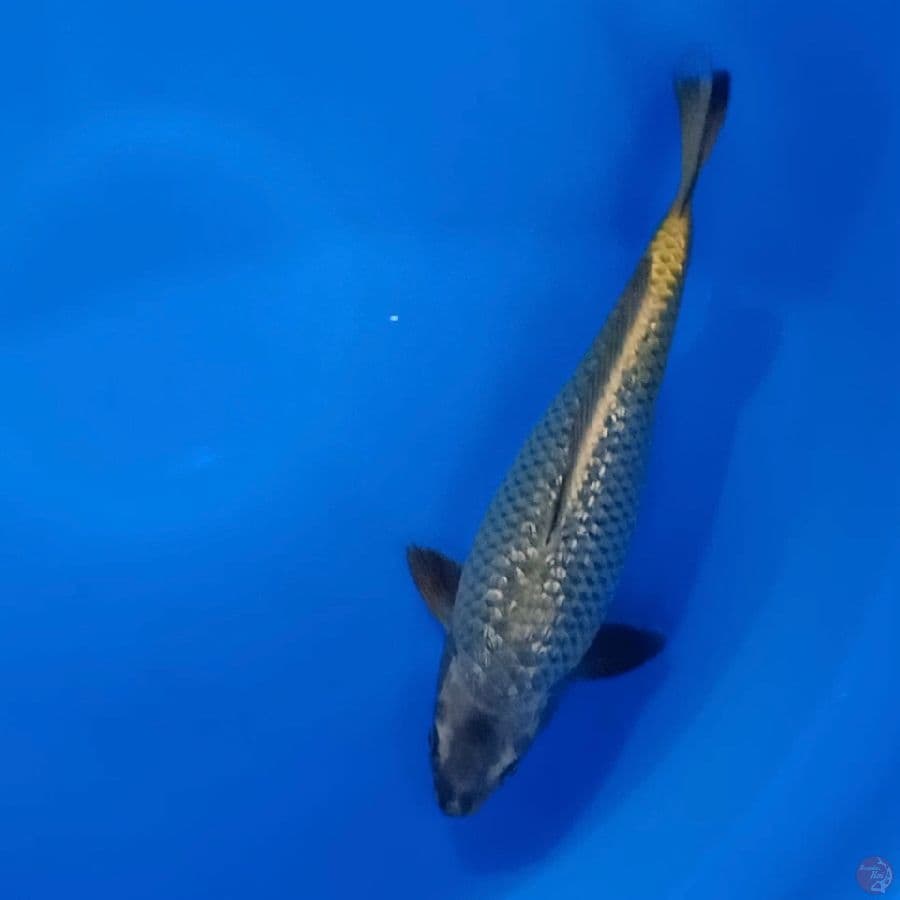 Ginrin mukashi 30cm male