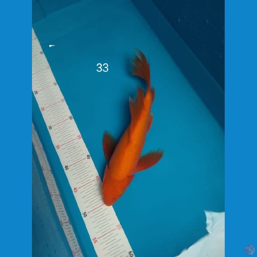 kumpay red karas
