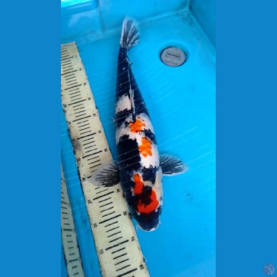 showa 55cm
