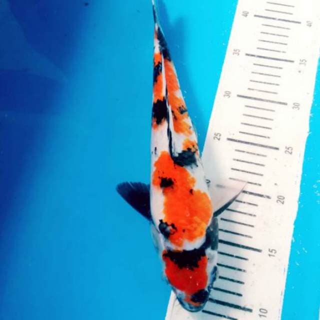 Maruten showa bagus 40cm bu