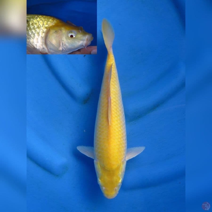 34cm - Jantan - Punuk Red Eye