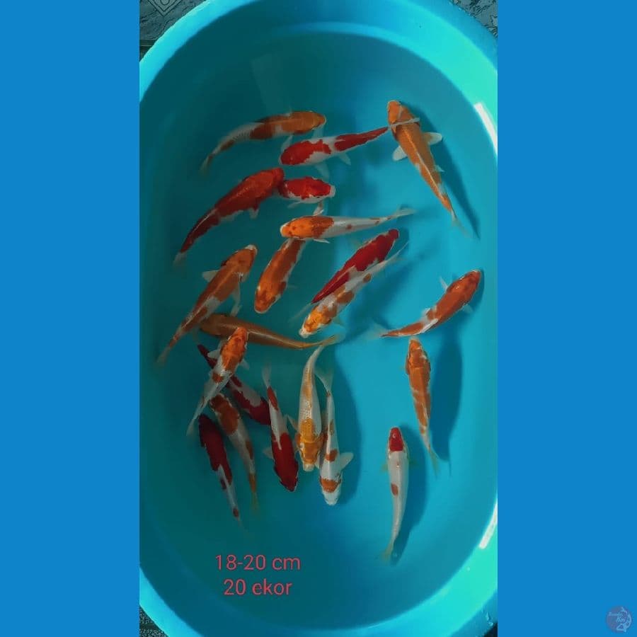 Hariwake Mix 18-20cm 20ekor
