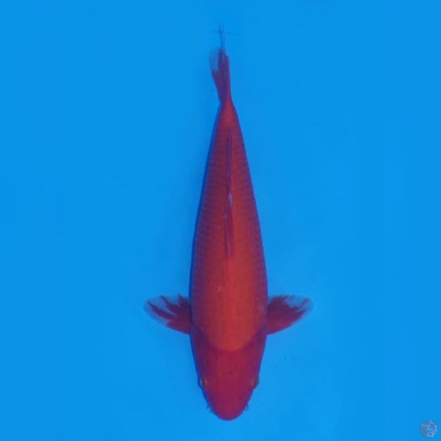 38cm - Jantan Benigoi No Bocor