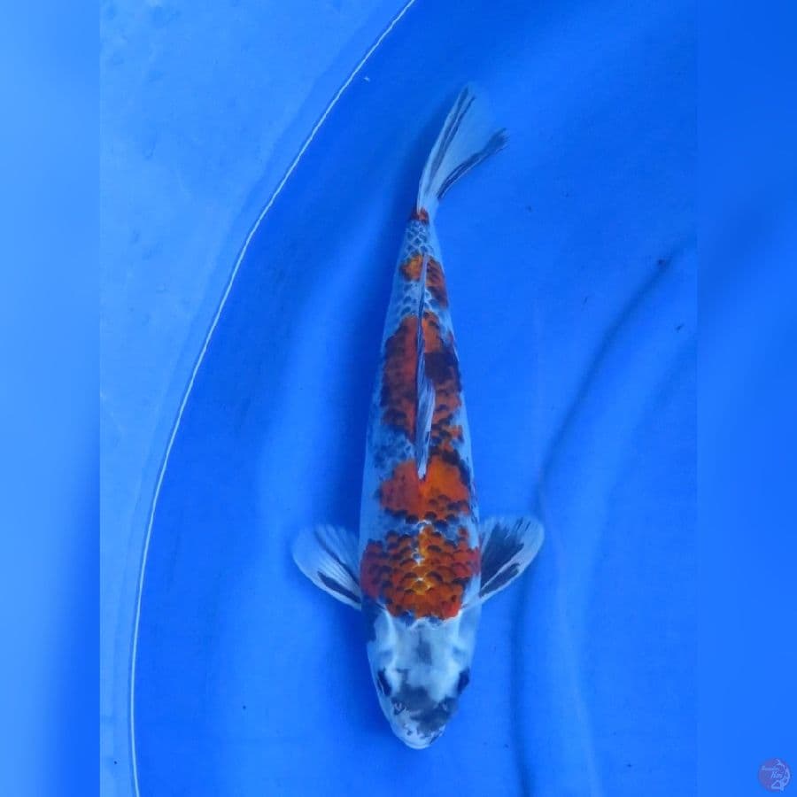 38cm - Rare - Jantan Kindai Showa