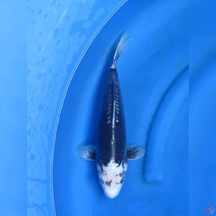 36cm - Serti Juara 1