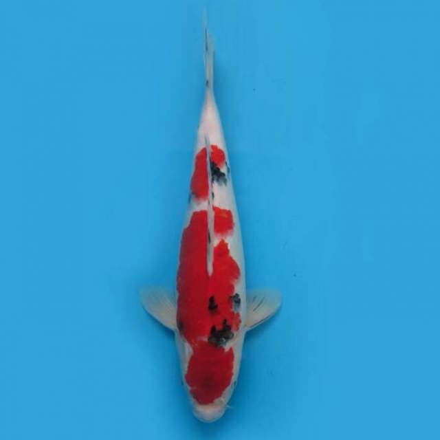 34cm - F1 Red Taisho Sanke Ori