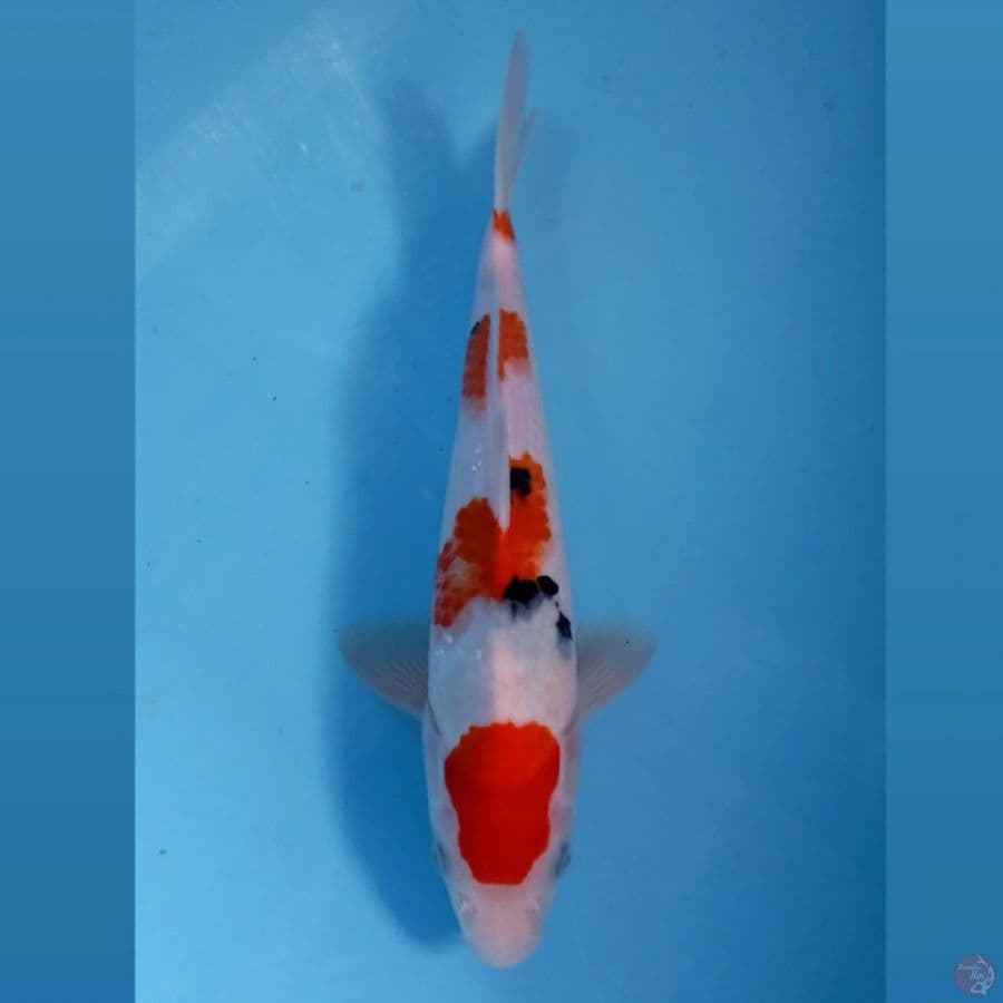 sanke, 28 cm "male"
