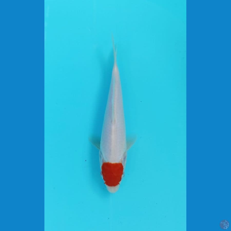 tancho 18cm