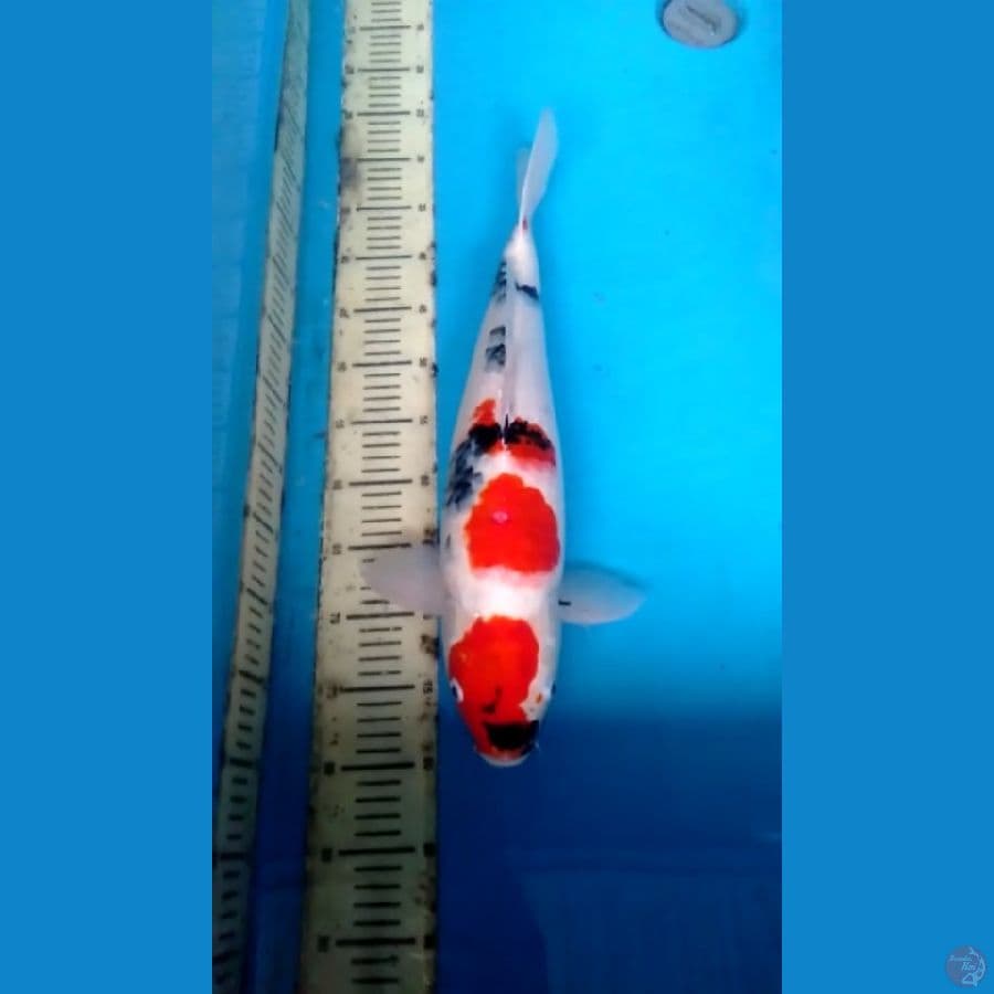 Showa 54cm