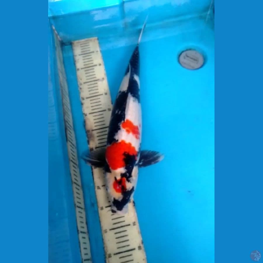 showa 54cm