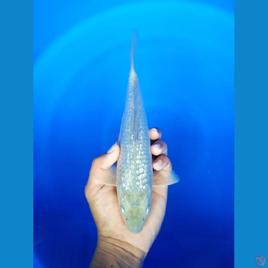 soraghoi ghindrin 24cm