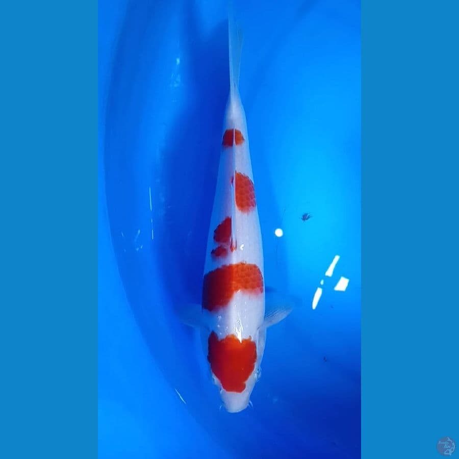 kohaku 24cm