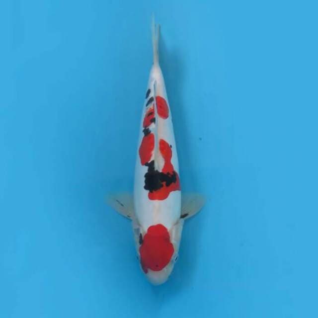 30cm - Red Sanke Doitsu Murni