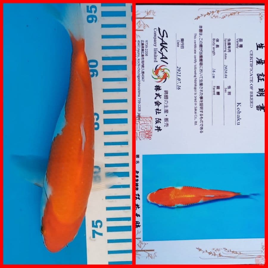 Kohaku Jumbo nominus Import + Sertifikat