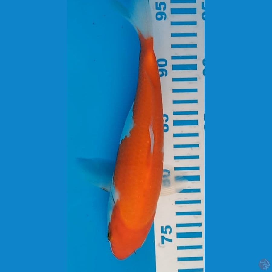 Kohaku Jumbo nominus Import + Sertifikat