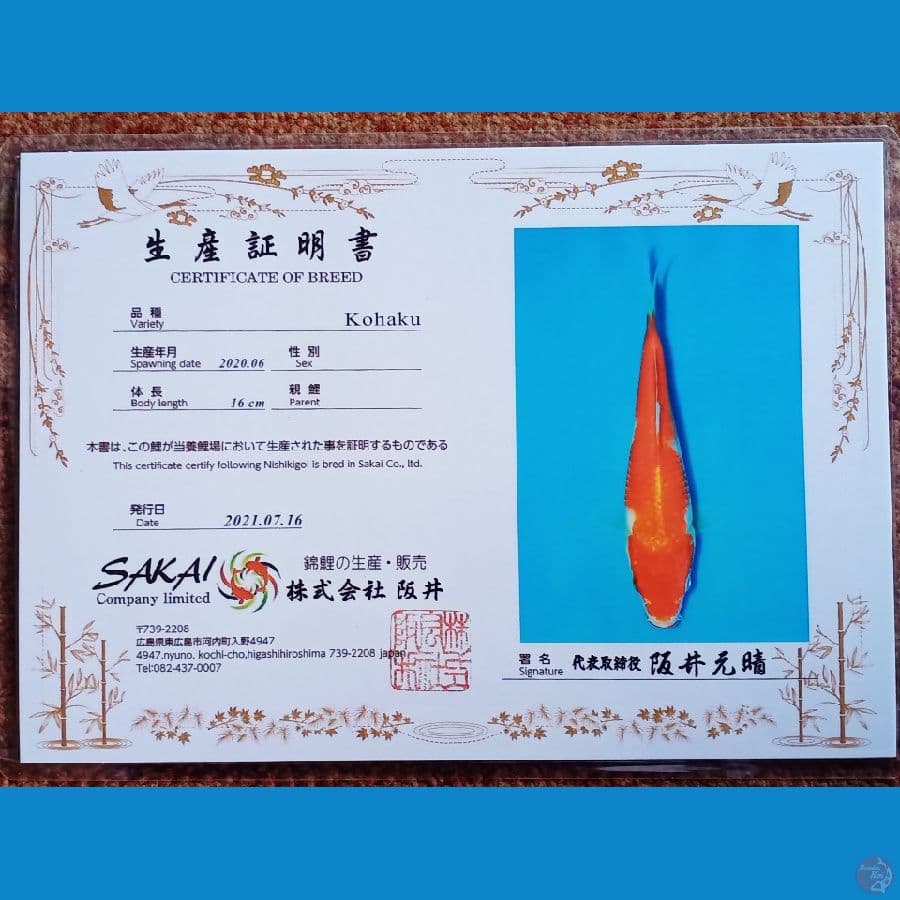Kohaku Jumbo nominus Import + Sertifikat
