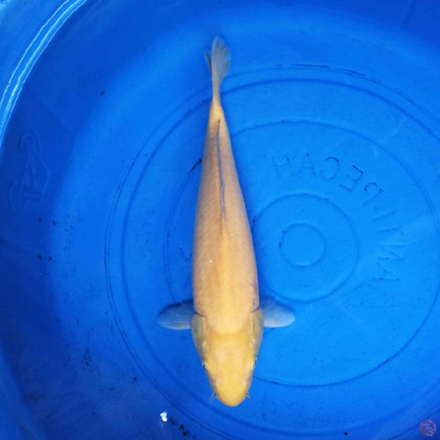 Karashi F1 Marudo 40cm