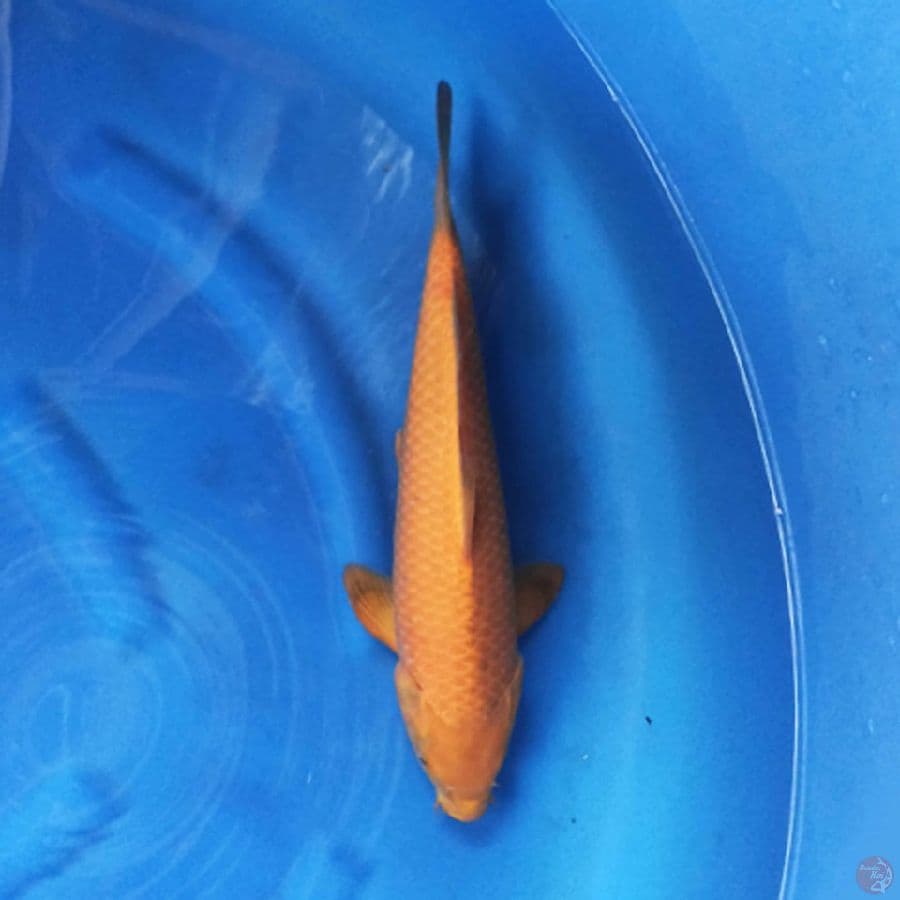Karashi F1 Marudo 38cm