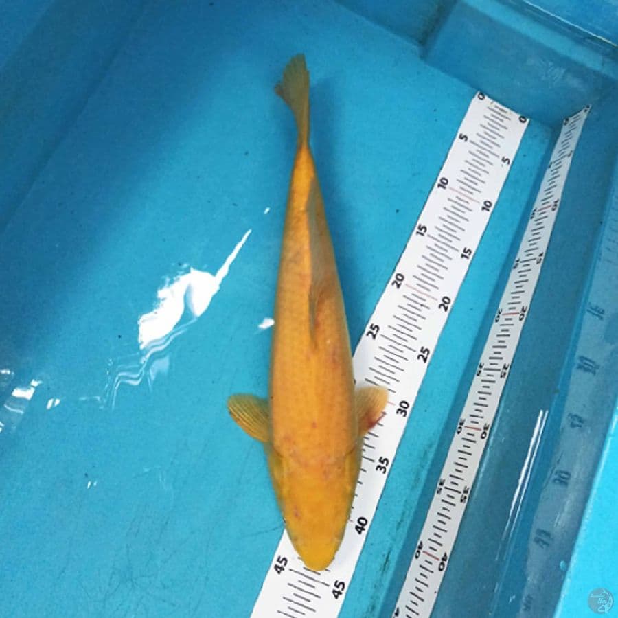 Karashi F1 Marudo 40cm