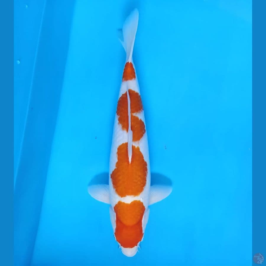 kohaku step 43cm fml