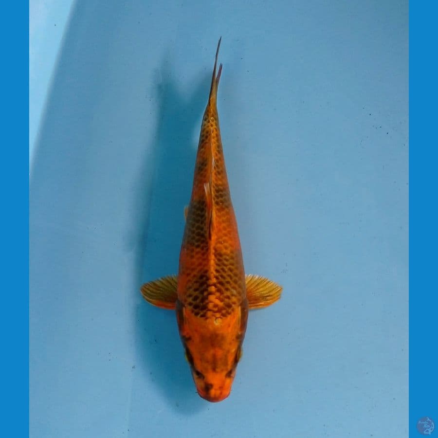kin utsuri 21 cm
