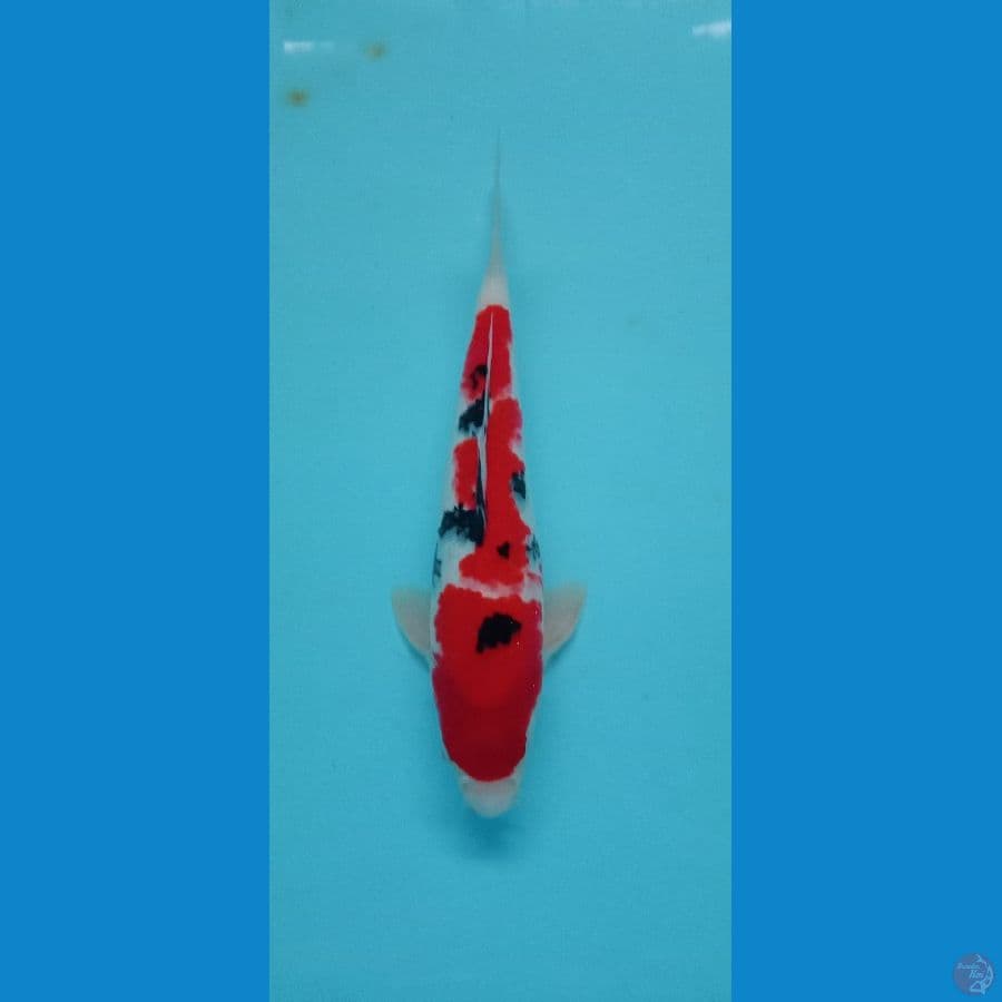 sanke red strong halus 33cm Male
