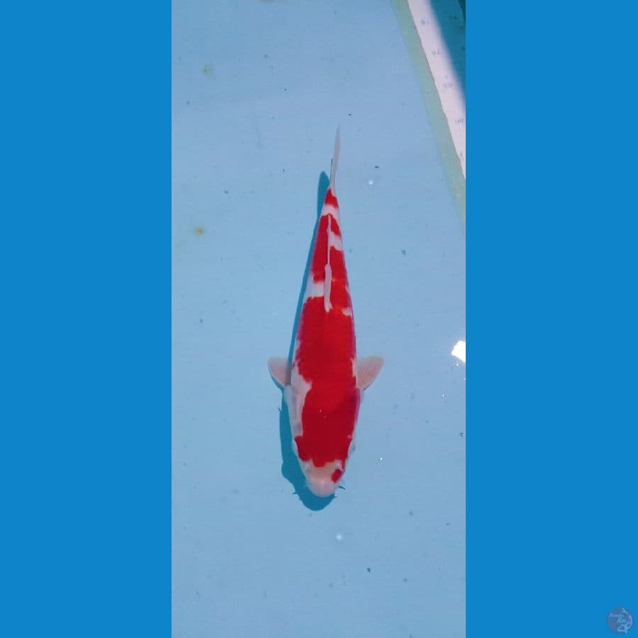 kohaku red strong 33cm female