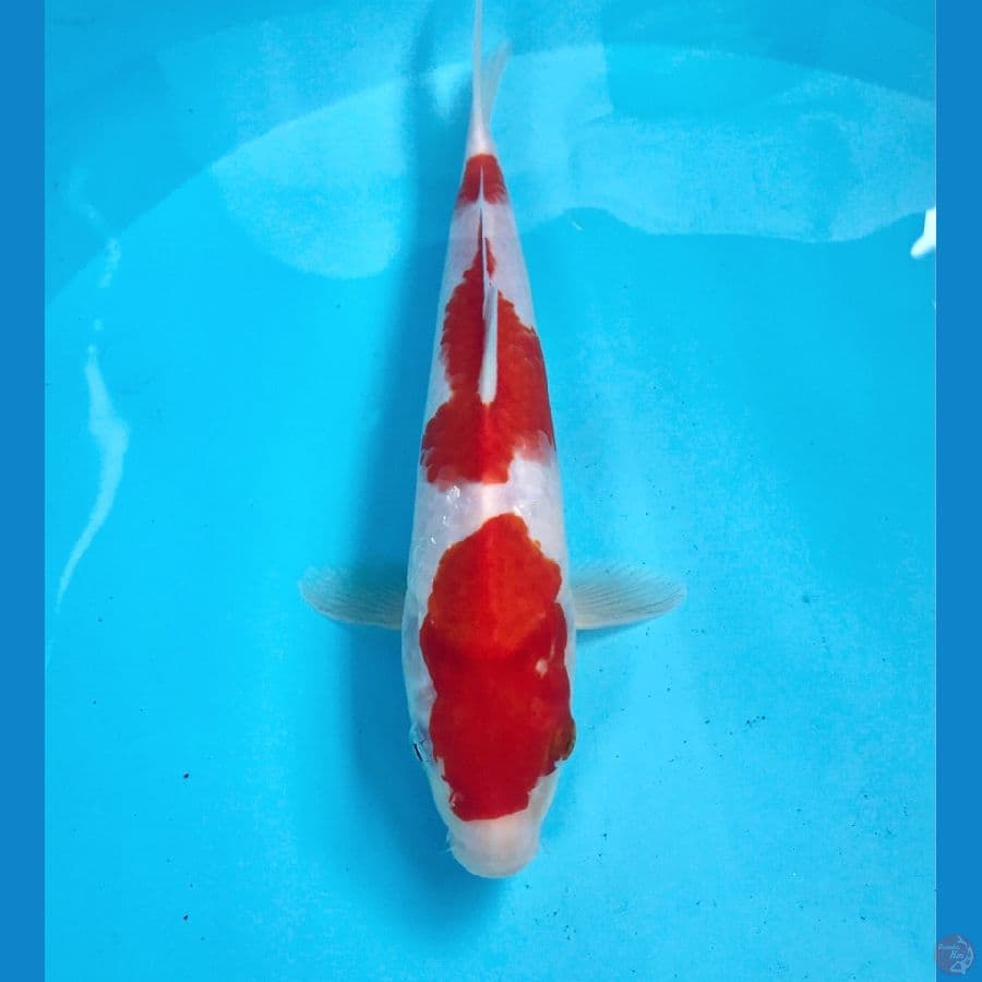 sandan kohaku, 22 cm