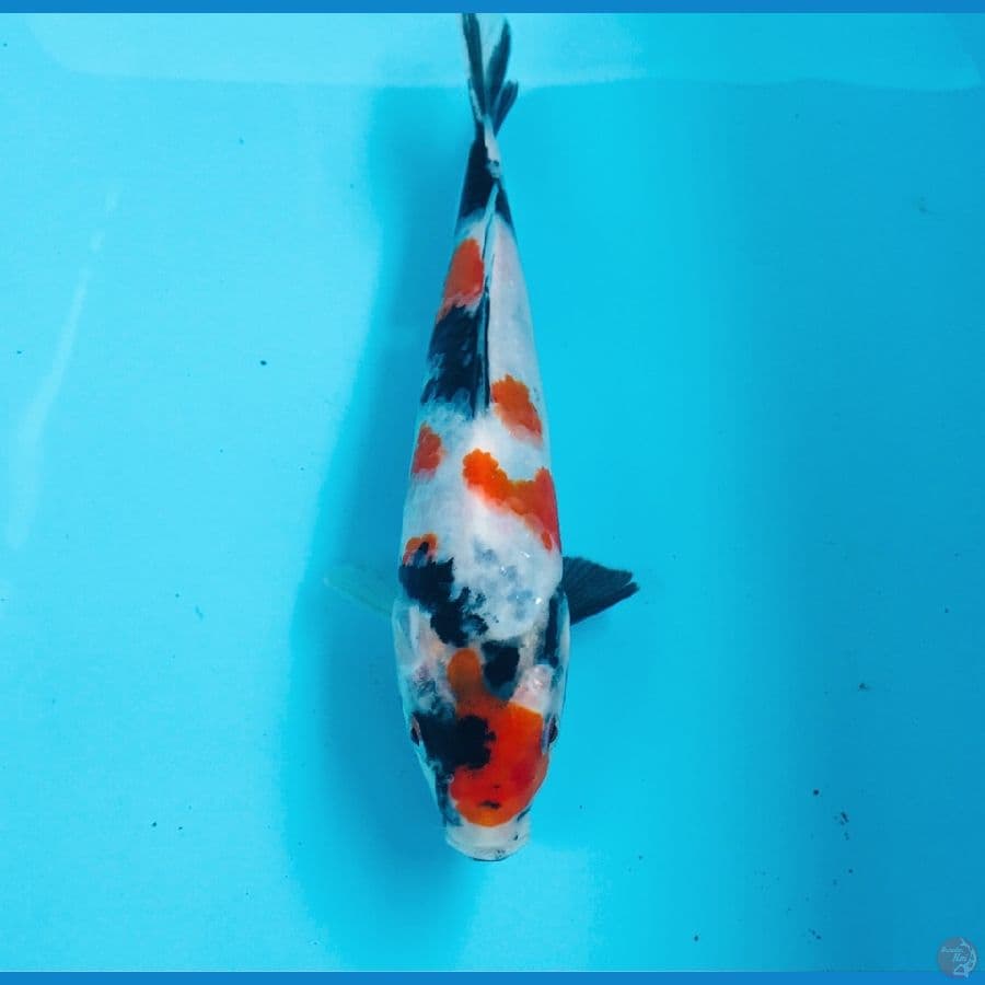 kindai showa, 20 cm