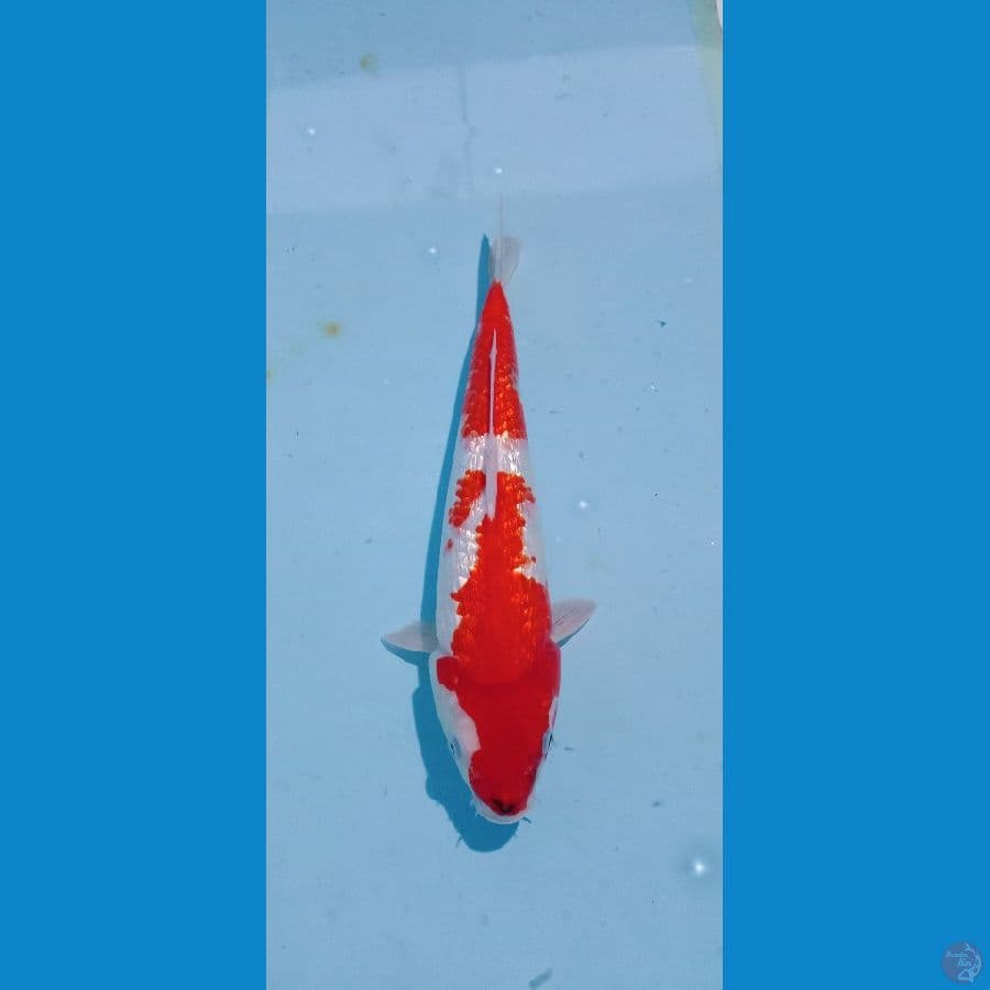 sanke ginrin padet red strong 35cm