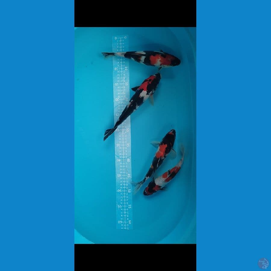 SHOWA KINDAI SHOWA 4 EKOR 23-28cm