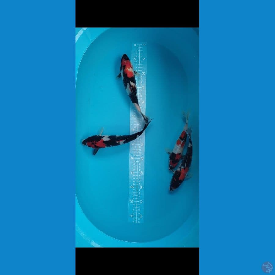 SHOWA KINDAI SHOWA 4 EKOR 23-28cm