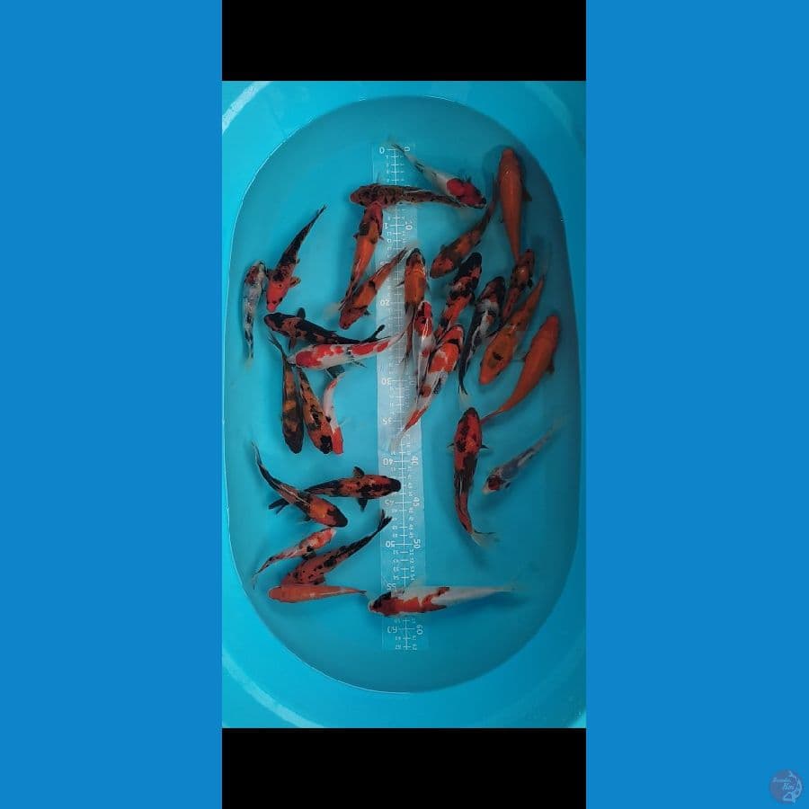 SHOWA mix 12-17cm 30ekor